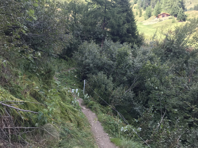 Da Stafelalp-Trail