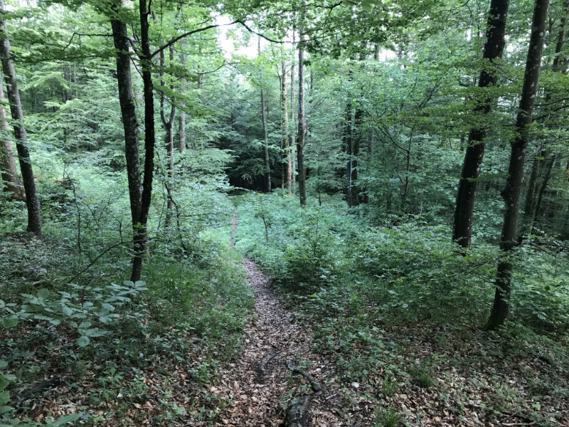 Geile Wald Trails