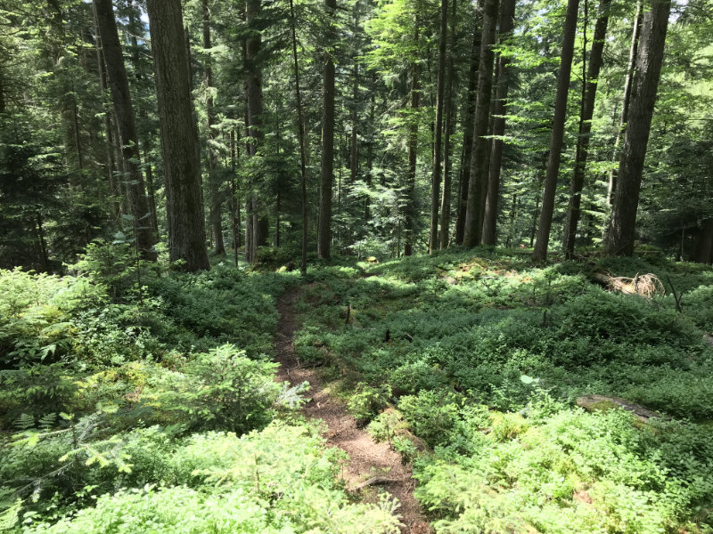 Bärbach-Trail