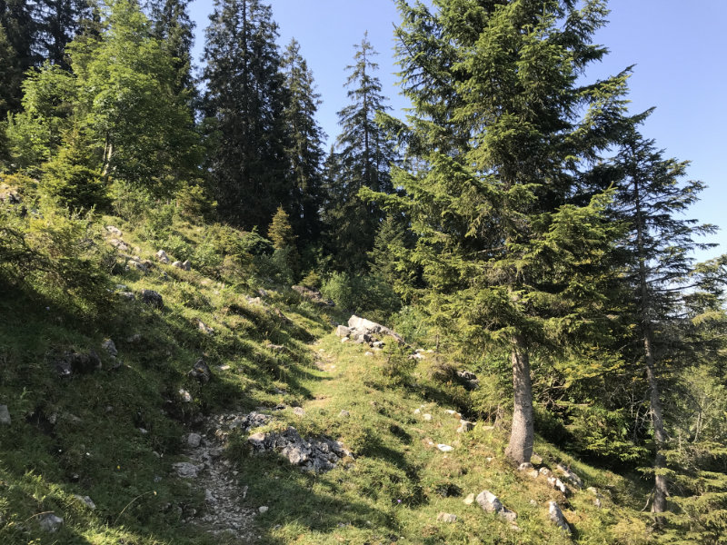 Steiniger Uphill