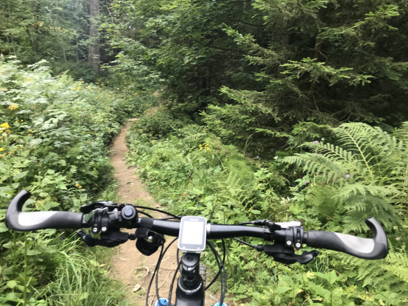 Trail im Walde