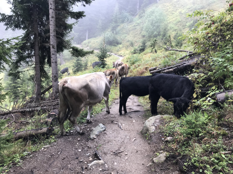 Cows on the trail