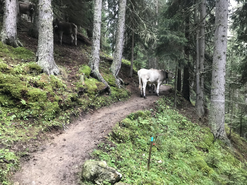 Cows on the trail