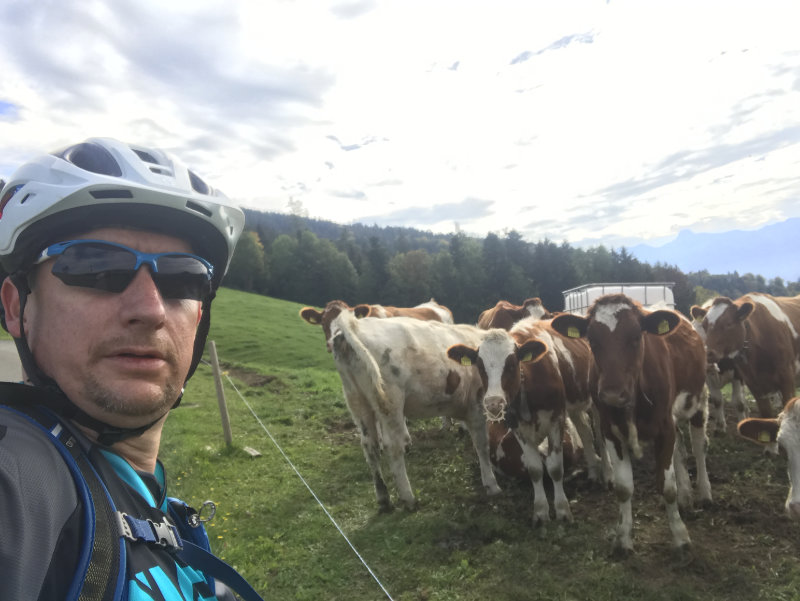 Rider & Cows